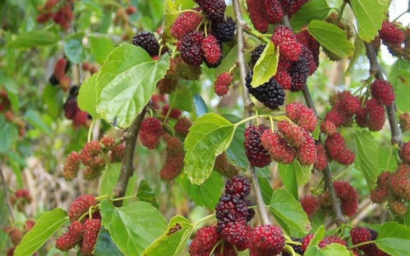 Cây dâu tằm – tên gọi dễ mang ý nghĩa không may