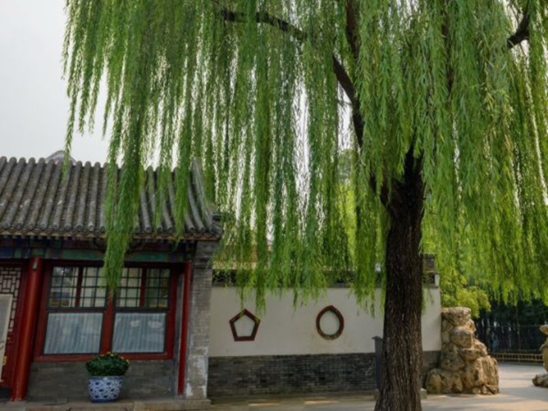 Cây liễu – biểu tượng của chia ly, buồn bã