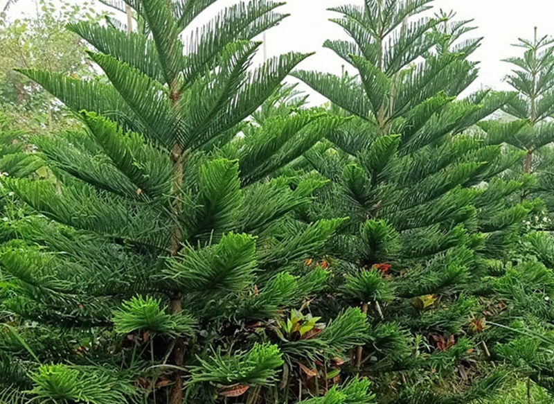 Cây bách, cây trắc bá – biểu tượng dùng trong khu mộ phần