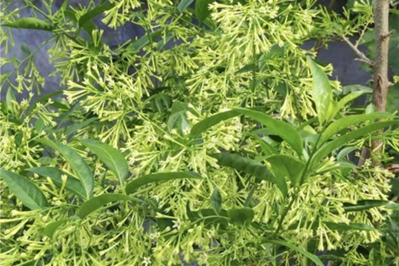 Cây dạ hương – mùi thơm nồng dễ gây khó chịu và tâm bất an