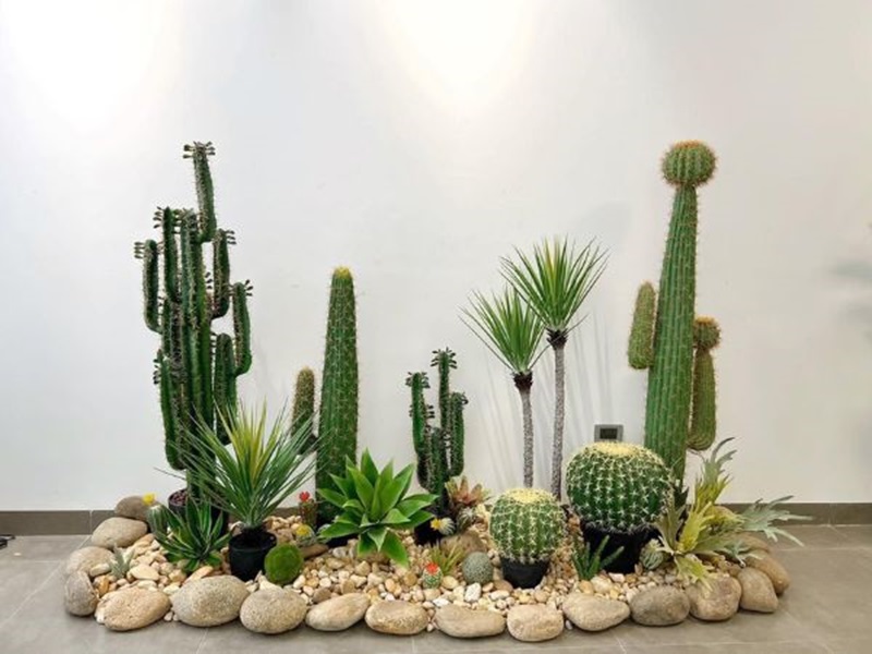 Cây xương rồng – nhiều gai và sát khí mạnh