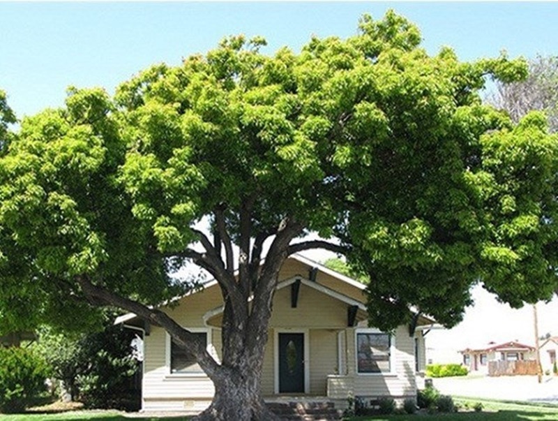 Cây đa, cây si – rễ to, tán rộng và dễ thu âm khí